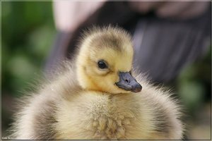 Kanadagänseküken - 26.jpg Kanadagänseküken - 26.jpg