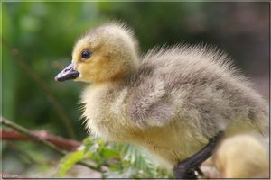 Kanadagänseküken - 27.jpg Kanadagänseküken - 27.jpg