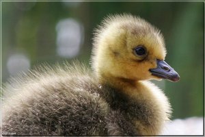 Kanadagänseküken - 29.jpg Kanadagänseküken - 29.jpg