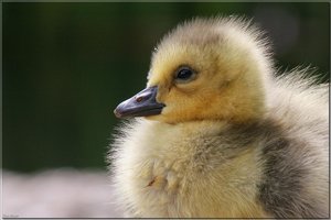 Kanadagänseküken - 30.jpg Kanadagänseküken - 30.jpg