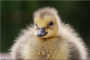 Kanadagänseküken - 33.jpg Kanadagänseküken - 33.jpg