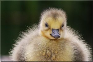 Kanadagänseküken - 34.jpg Kanadagänseküken - 34.jpg