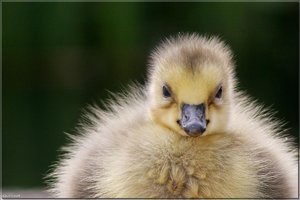 Kanadagänseküken - 36.jpg Kanadagänseküken - 36.jpg