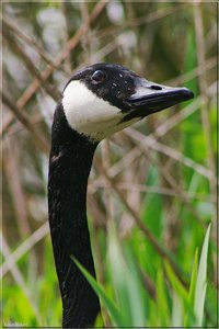 Kanadagänseküken - 11.jpg Kanadagänseküken - 11.jpg