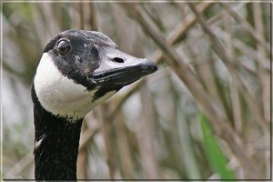 Kanadagänseküken - 18.jpg Kanadagänseküken - 18.jpg