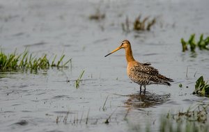 1. Uferschnepfe im Prachtkleid.jpg 1. Uferschnepfe im Prachtkleid.jpg