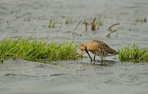 2. Uferschnepfe, Manchmal juckts halt....jpg 2. Uferschnepfe, Manchmal juckts halt....jpg