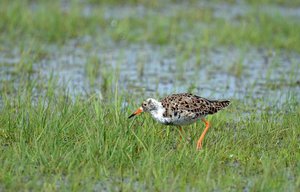 3. Kampfläufer.jpg 3. Kampfläufer.jpg