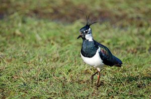 4. Kiebitz 1.jpg 4. Kiebitz 1.jpg