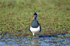 5. Kiebitz 3.jpg 5. Kiebitz 3.jpg