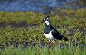 6. Kiebitz 2, adultes Männchen mit langer Holle und schwarzem Kehlfleck im Prachtkleid.jpg 6. Kiebitz 2, adultes Männchen mit langer Holle und schwarzem Kehlfleck im Prachtkleid.jpg