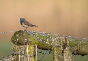 comp_IMG_6460+.jpg comp_IMG_6460+.jpg