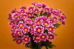 IMG_8154.jpg IMG_8154.jpg