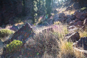 IMG_5301.jpg IMG_5301.jpg