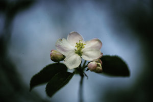 Obstblüte_1400_500-1.jpg Obstblüte_1400_500-1.jpg