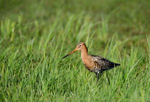 2. Uferschnepfe im Gras.jpg 2. Uferschnepfe im Gras.jpg