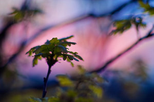 2015_04_26_SD9_Pancolar80mm_Mauerpark_Daemmerung_Eiche_0380_0382_VarB_DT01_1350x900pix.jpg 2015_04_26_SD9_Pancolar80mm_Mauerpark_Daemmerung_Eiche_0380_0382_VarB_DT01_1350x900pix.jpg