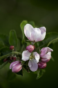 Apfelblüte_1400_500-1.jpg Apfelblüte_1400_500-1.jpg