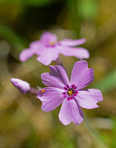 Blume5 bearbeitet.jpg