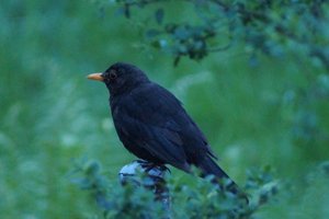 Amsel-4.jpg