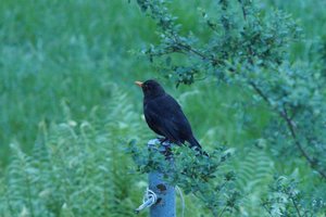 Amsel-5.jpg