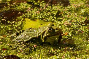 comp_DMC-GX7 - P1630800.RW2.jpg