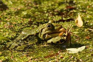 comp_DMC-GX7 - P1630805.RW2.jpg