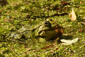 comp_DMC-GX7 - P1630809.RW2.jpg