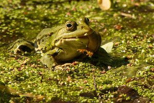 comp_DMC-GX7 - P1630811.RW2.jpg