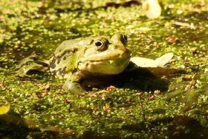 comp_DMC-GX7 - P1630818.RW2.jpg