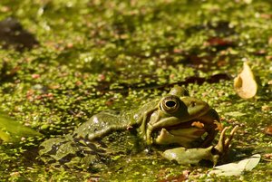 comp_DMC-GX7 - P1630806.RW2.jpg