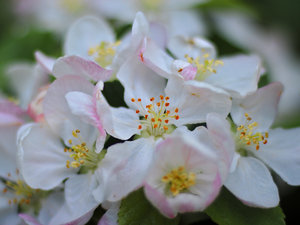 2015_05_16_EOSM_LeitzColorplan90mm_Warnitz_Apfelblueten_0016_VarC_DT02_1200x900pix.jpg 2015_05_16_EOSM_LeitzColorplan90mm_Warnitz_Apfelblueten_0016_VarC_DT02_1200x900pix.jpg