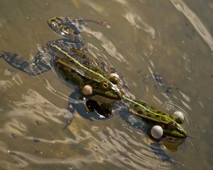 comp_DMC-GX7 - P1640216.RW2.jpg