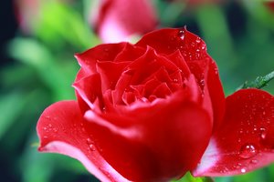 Rose ganz - Kopie.jpg