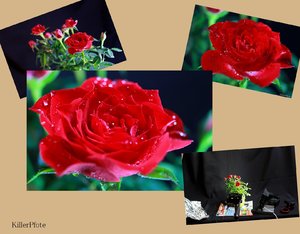 Röschen Collage.jpg