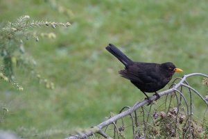 Amsel-02.jpg