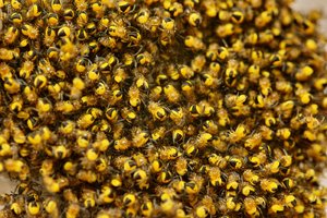 bf_SDIM8205 Kopie.jpg