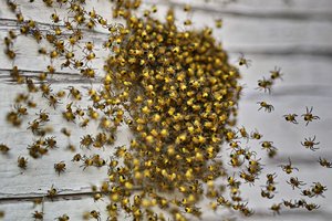 bf_SDIM8211 Kopie.jpg