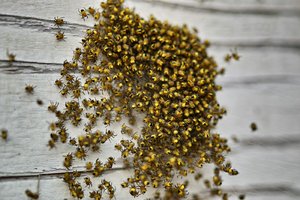 bf_SDIM8224 Kopie.jpg