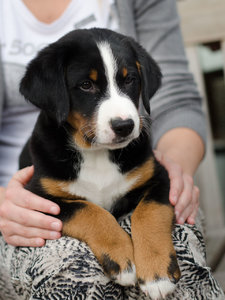 Copper (1 von 3).jpg Copper (1 von 3).jpg