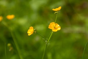 comp_IMG_1292.jpg comp_IMG_1292.jpg