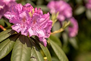 comp_IMG_1331.jpg comp_IMG_1331.jpg