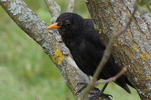 Amsel-03.jpg