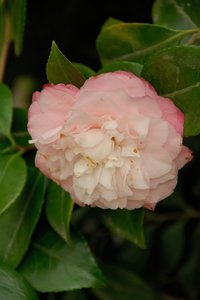 comp_D2X_7864.jpg comp_D2X_7864.jpg