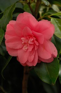 comp_D2X_7865.jpg comp_D2X_7865.jpg