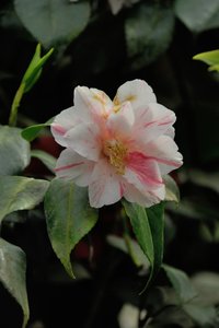 comp_D2X_7871.jpg comp_D2X_7871.jpg