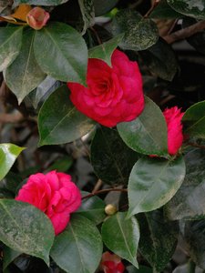 comp_D2X_7876.jpg comp_D2X_7876.jpg