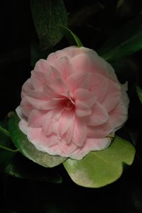 comp_D2X_7877.jpg comp_D2X_7877.jpg