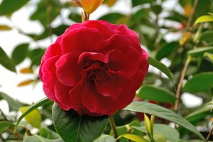 comp_D2X_7881.jpg comp_D2X_7881.jpg