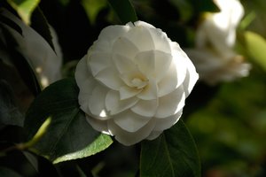 comp_D2X_7884.jpg comp_D2X_7884.jpg